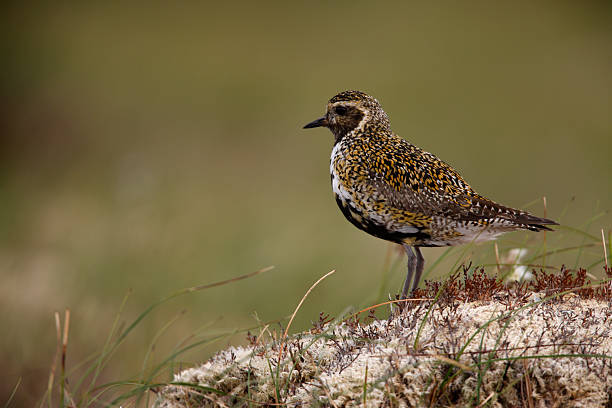 istock Golden plover, Pluvialis apricaria 186094853