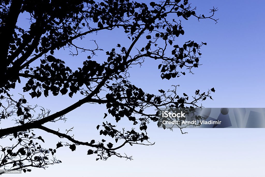 Branch silhouette. 

Tree branch silhouette against blue sky.  Abstract Stock Photo