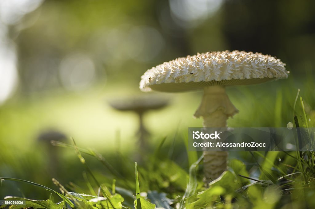 Amanita vittadinii マッシュルーム - イタリアのロイヤリティフリーストックフォト