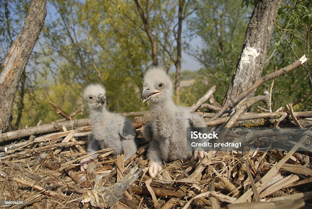 Giovane Eagle Chick a nido - Foto stock royalty-free di Aquila di mare testabianca