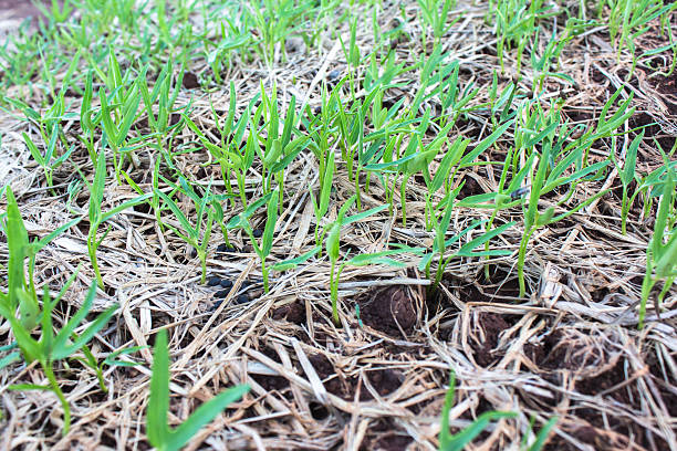 istock seedling of morning glory 186097008