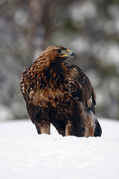 istock Golden eagle, Aquila chrysaetos 186097056