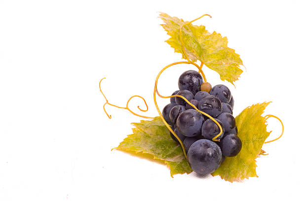 istock Ripe dark grapes with leaves 186097154