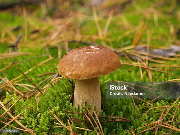 Boletus Edulis In The Autumn Forest Stock Photo - Download Image Now - Autumn, Beauty In Nature, Boletus