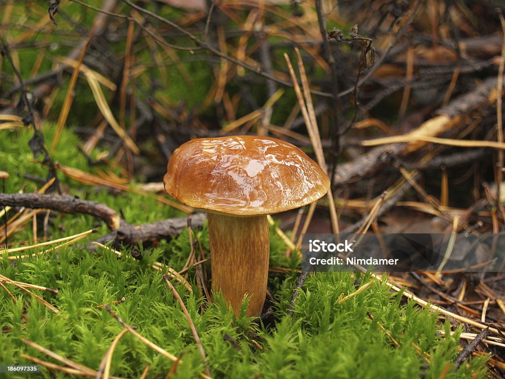 Steinpilz edulis im Herbst Wald - Lizenzfrei Abnehmen Stock-Foto