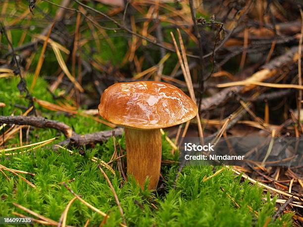 Steinpilz Edulis Im Herbst Wald Stockfoto und mehr Bilder von Abnehmen - Abnehmen, Boletus Sp, Botanik