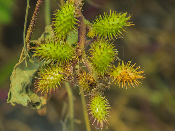 istock colorful green weed on sunlight in autumn 186098158