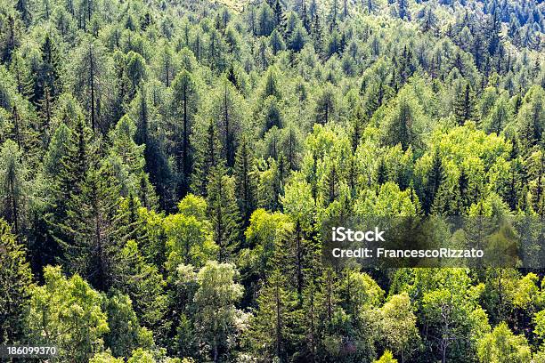 Detalhe De Árvores Na Montanha Alpes Italianos No Verão - Fotografias de stock e mais imagens de Acima