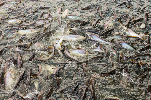 Pictures of a lot of fish in the river from temple of Thailand country.