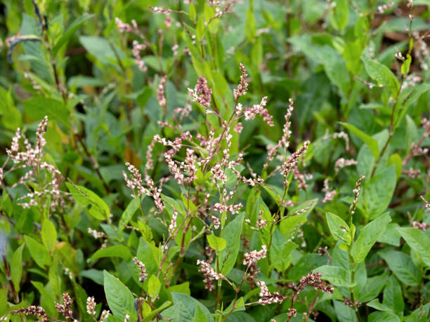 istock Tadeeye, medicinal plant 1861006478