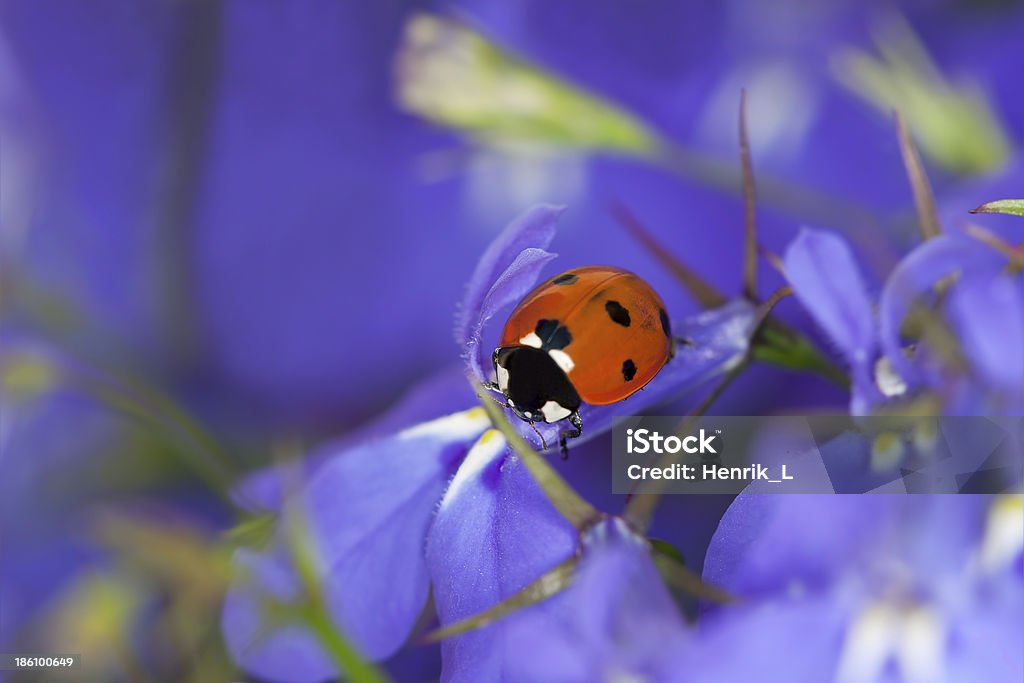 Marienkäfer auf Garten Lobelie, schönen Sommer-Foto - Lizenzfrei Lobelie Stock-Foto