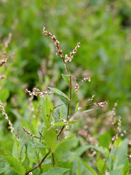 istock Tadeeye, medicinal plant 1861006507