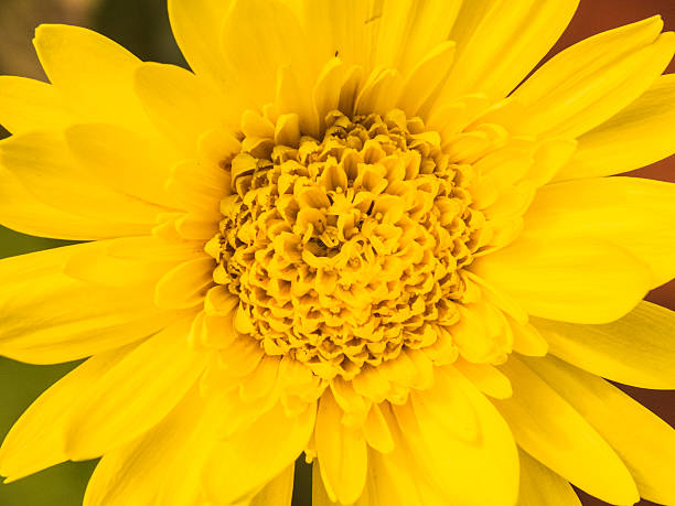 istock yellow lovely flowers on sunlight in autumn 186100841