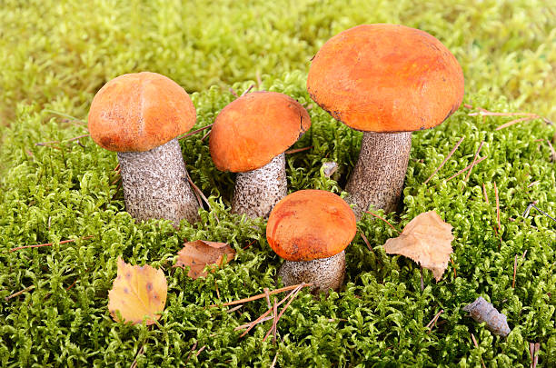 istock Mushrooms in autumn forest 186100938