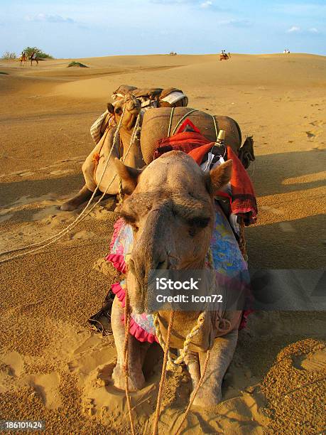 夕暮れ時のラクダのタール砂漠の近くジャイサルメール - アジア大陸のストックフォトや画像を多数ご用意 - アジア大陸, アラビア風, インド