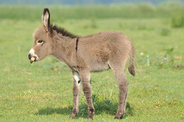 little gray donkey in a green pasture
