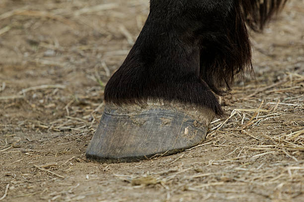 istock horse leg and hoof 186102986