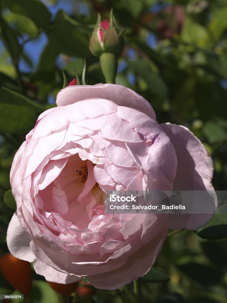 Garden rose Cultivated flower, garden flower. Affectionate Stock Photo