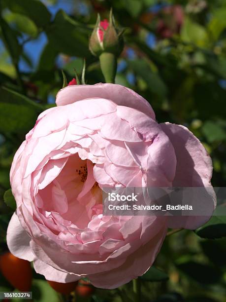 Garden Rose Stock Photo - Download Image Now - Affectionate, Air Freshener, Dedication