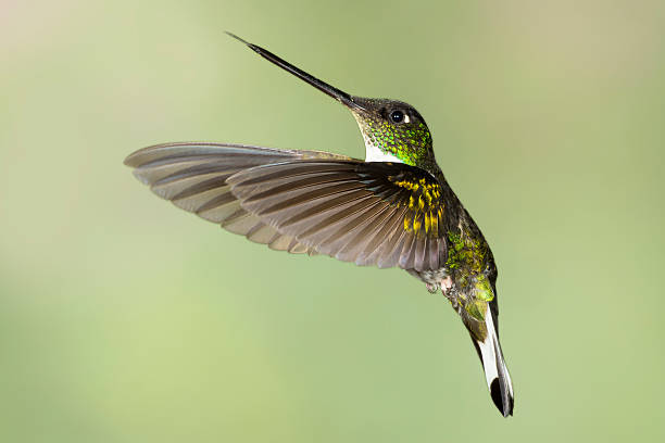 istock Female Collared Inca Hummingbird with Wings Forward 186103312