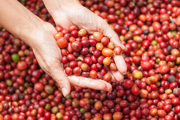 istock Red berries coffee beans on agriculturist hand 186103334