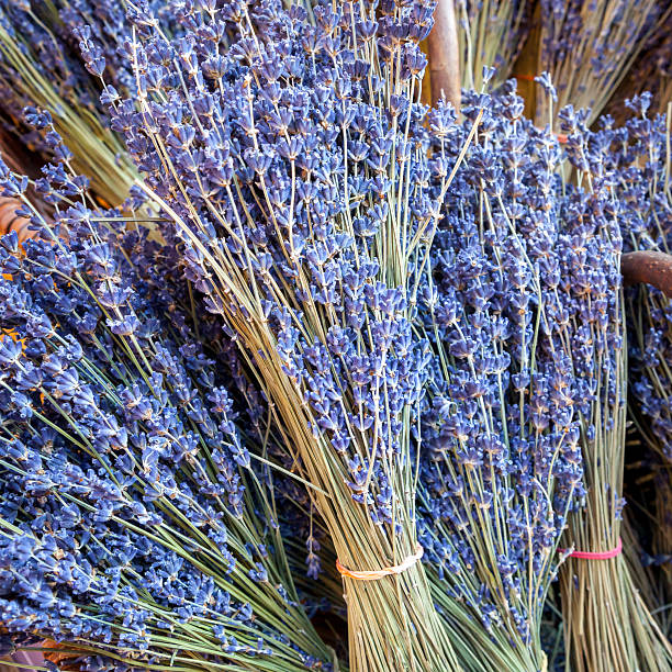 istock Bunch of lavender, Provence 186103413