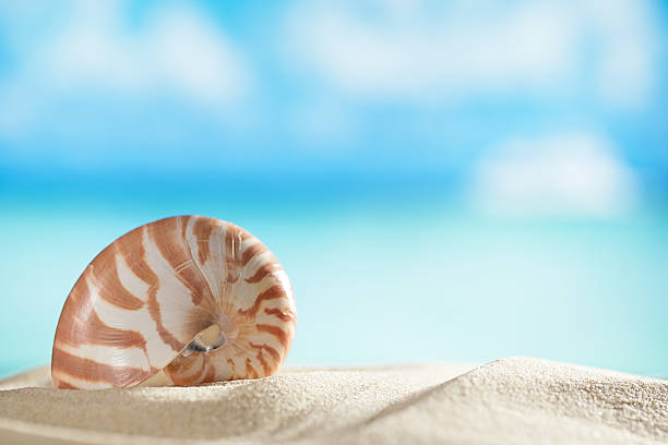 istock nautilus shell  with ocean , beach and seascape, shallow dof 186103529