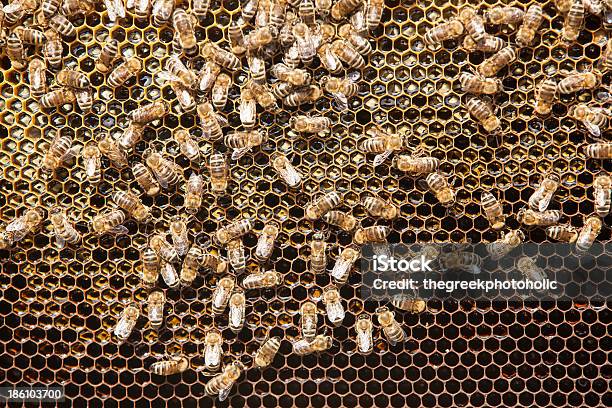 Favo - Fotografie stock e altre immagini di Agricoltura - Agricoltura, Animale, Ape