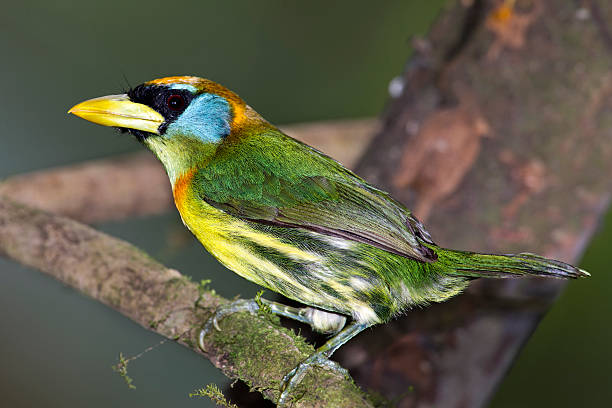 istock Female Red-headed Barbet 186103830
