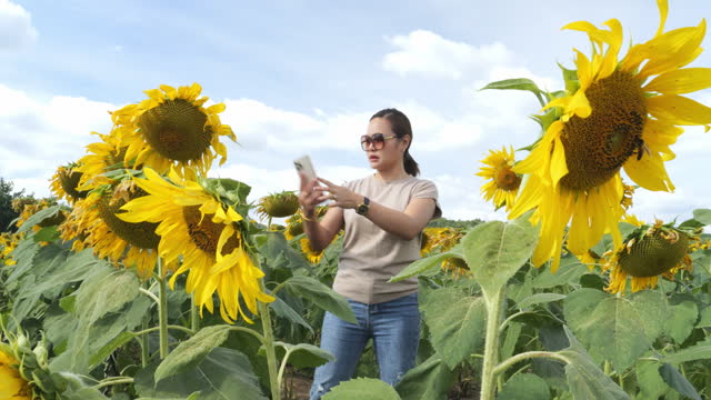 Point of view Woman among sunflowers in the field.