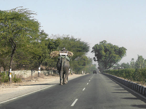 istock elephant is carrying woods at jaipur india 186104410