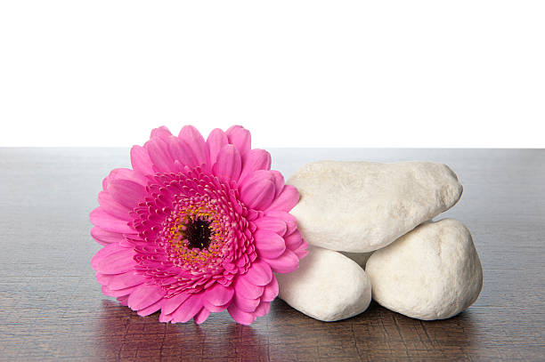istock White rocks pink Gerbera on wood 186104662