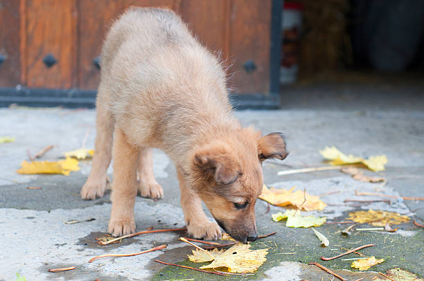 small Basque shepherd puppy dog ​​sniffing the dried leaves in the ground