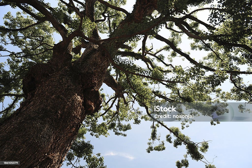 Sotto il grande albero - Foto stock royalty-free di Agricoltura