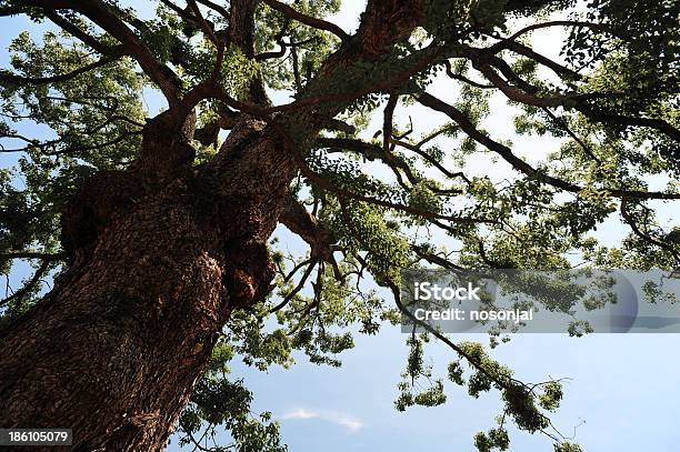 Sotto Il Grande Albero - Fotografie stock e altre immagini di Agricoltura - Agricoltura, Albero, Ambientazione esterna