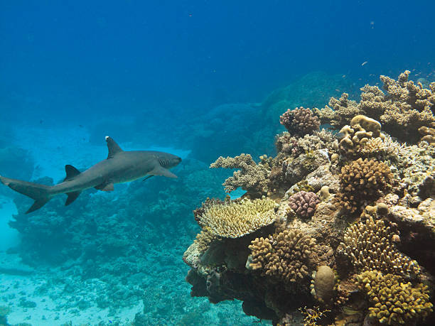 orangener shark (triaenodon obesus) great barrier reef austr - whitetip reef shark stock-fotos und bilder