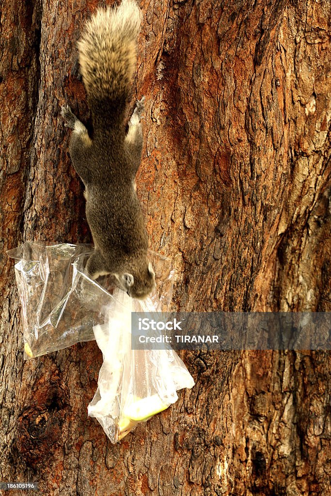 O esquilo - Royalty-free Ao Ar Livre Foto de stock