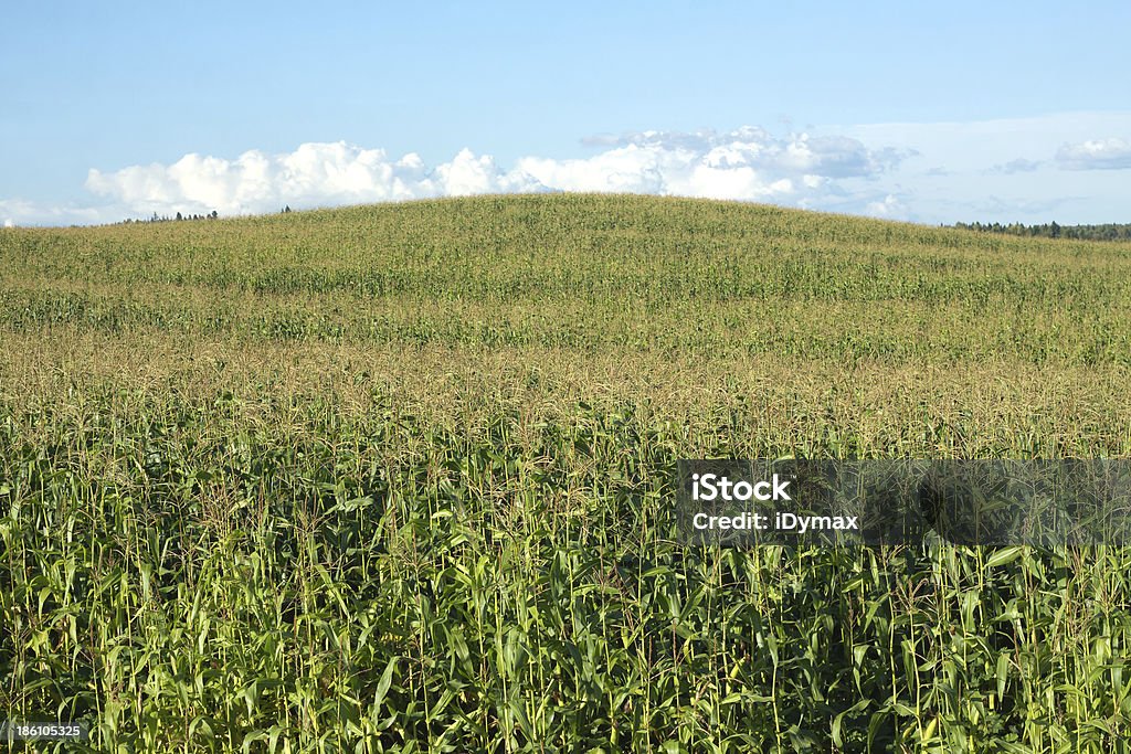 Corn field y hill en verano azul cielo con nubes - Foto de stock de Agricultura libre de derechos