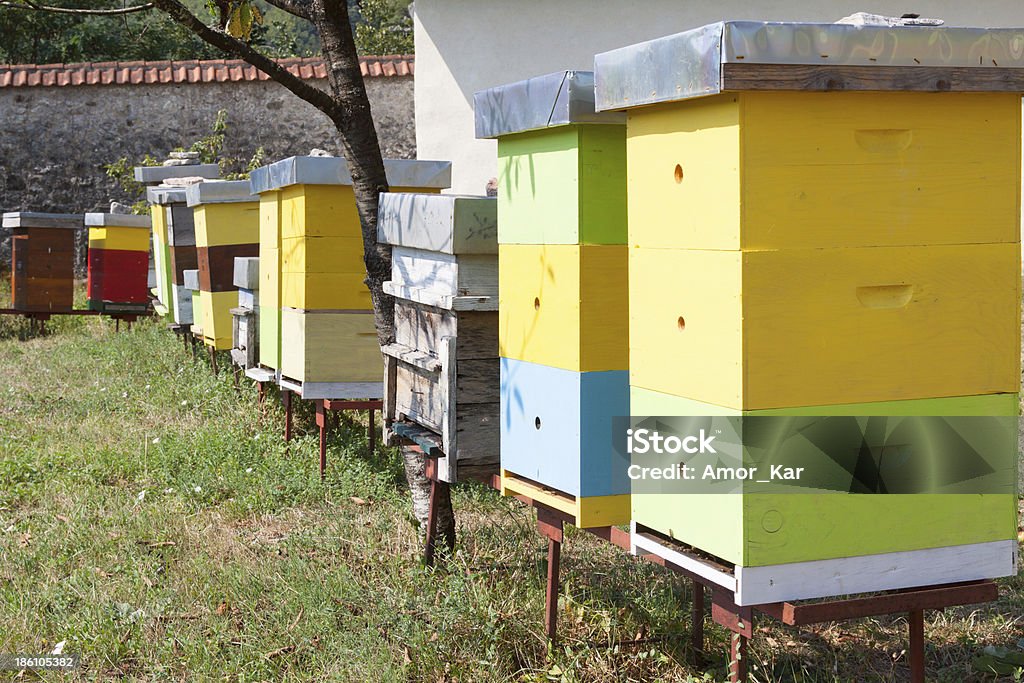 Multicolore abeille hive - Photo de Abeille libre de droits