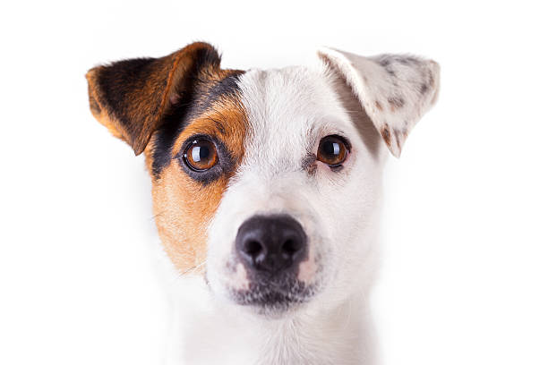 istock jack russell portrait of a white background 186105489