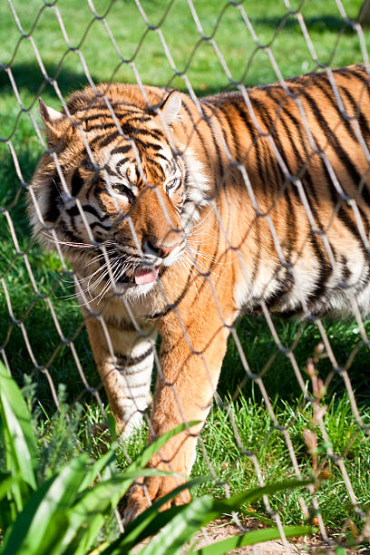 istock Young Siberian Tiger behind a wire fence 186105491
