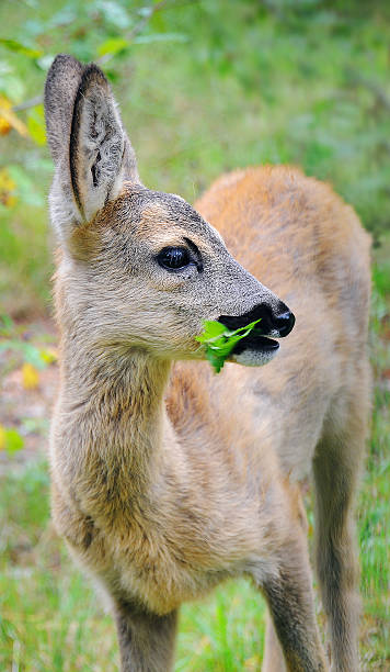 istock Portrait of roe deer 186105547