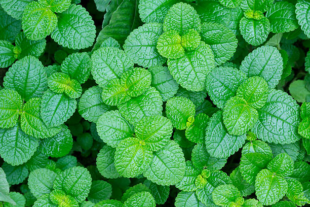 pilea nummulariifolia （とるチャーリー）の葉のバックグラウンド - rosids ストックフォトと画像