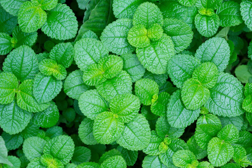 Pilea nummulariifolia (Creeping Charlie) leaves  background