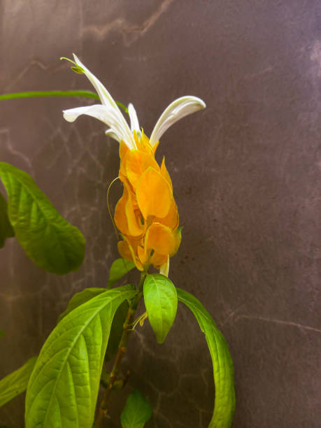 Justicia brandegeeana Mexican Shrimp Plant or Justicia brandegeeana Wass.  & L.B.Sm.  is a plant with flowers that resemble the shape of a shrimp. justicia brandegeeana stock pictures, royalty-free photos & images