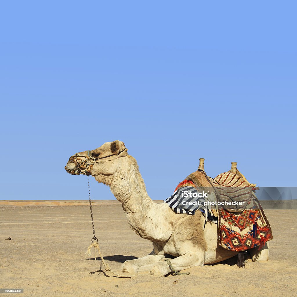 camel est - Photo de Adulte libre de droits