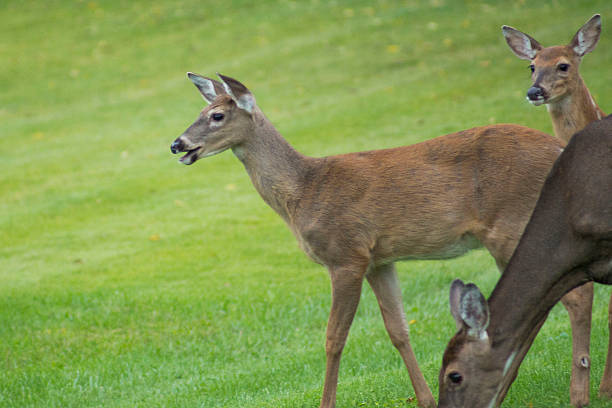 istock Family Of Deer 186107623
