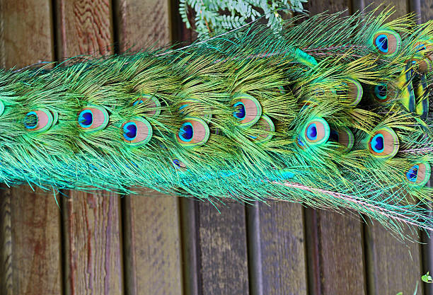 istock Peacock's tail on wooden background 186107802