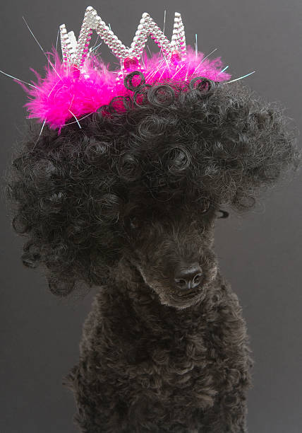 istock Poodle In Tiara and Afro 186107833