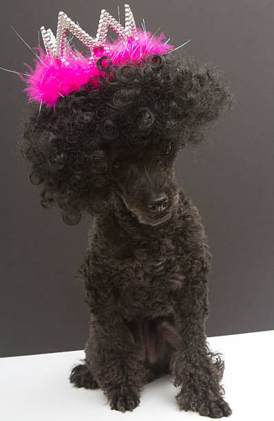 istock Poodle Wearing Tiara and Afro 186107907